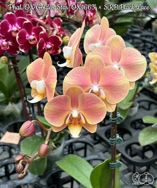 美琪園藝Miki Orchid - 品種詳細頁